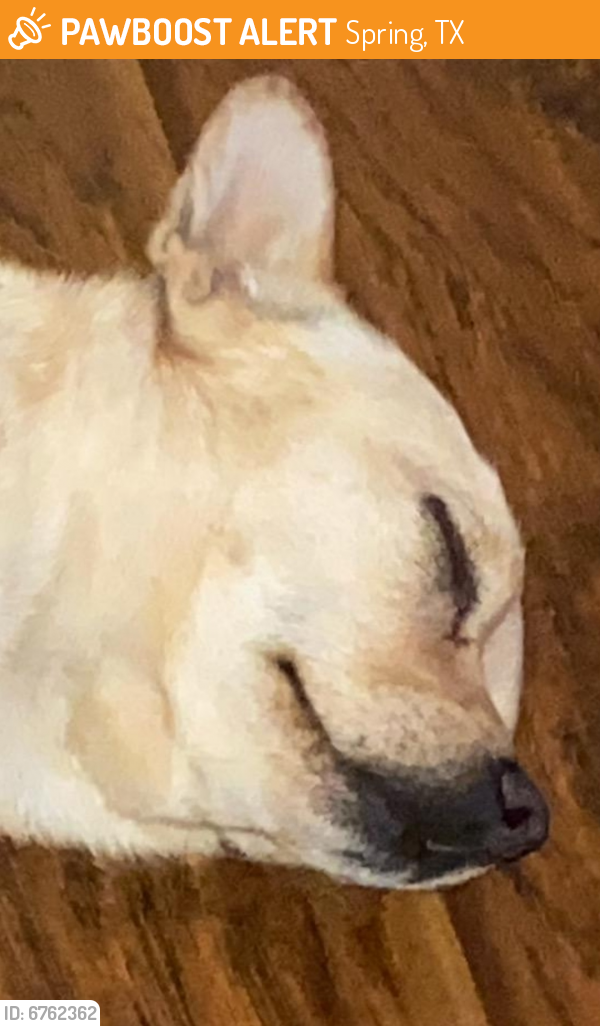 Rehomed Female Dog last seen Sandpiper Village, Spring, TX 77373