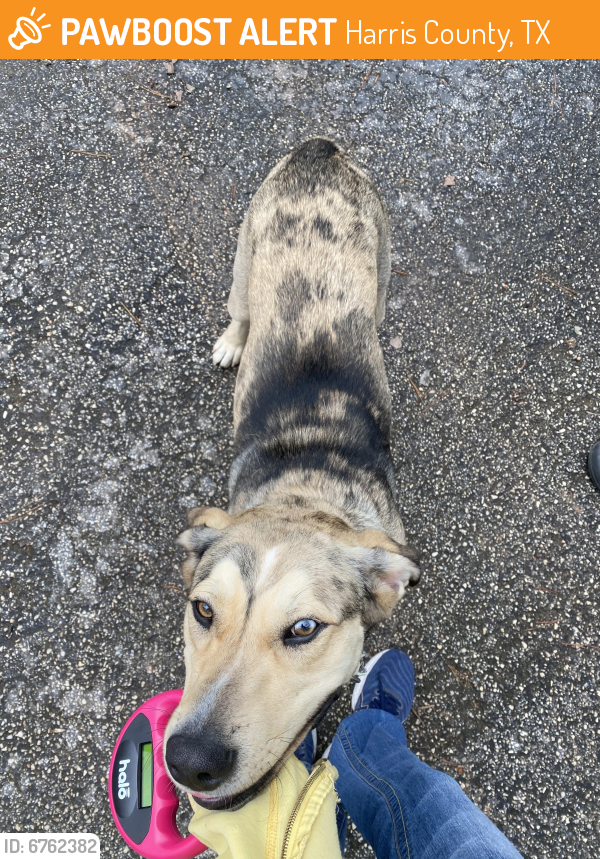 Found/Stray Male Dog last seen Near and Lutheran road, Harris County, TX 77377