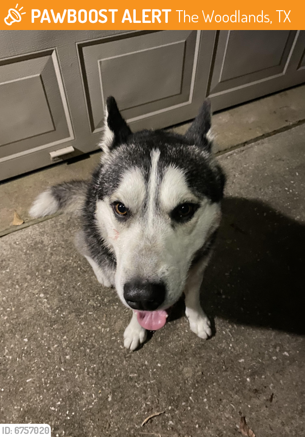 Rehomed Male Dog last seen Sandpebble Drive, The Woodlands, TX 77381