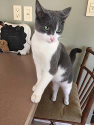 Reunited Female Cat last seen “O” section of Matawan, nj, Matawan, NJ 07747