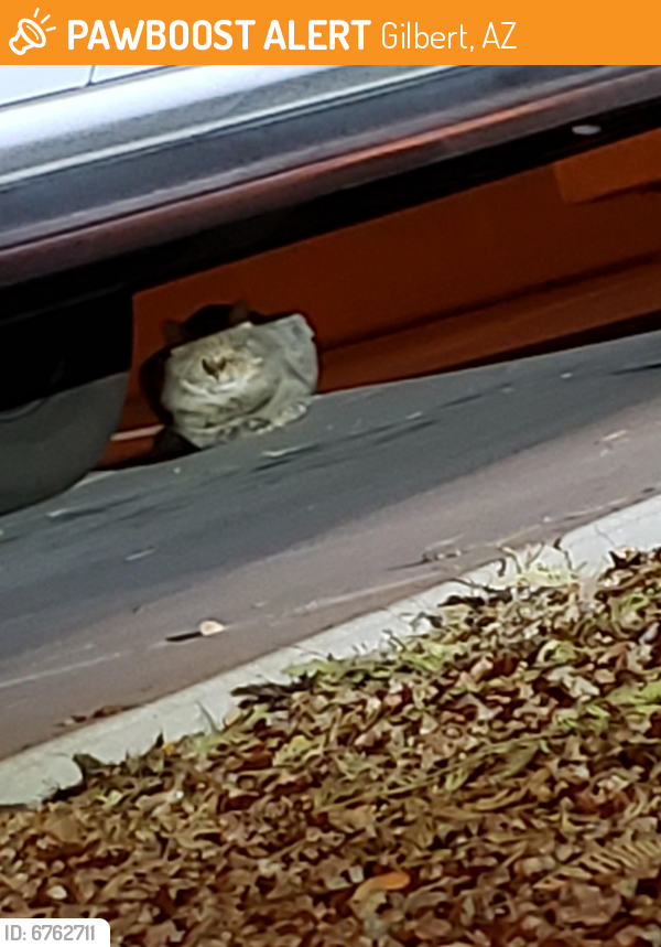 Found/Stray Unknown Cat last seen Baseline and Greenfield , Gilbert, AZ 85234