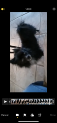 Reunited Female Dog last seen Del city, Del City, OK 73115