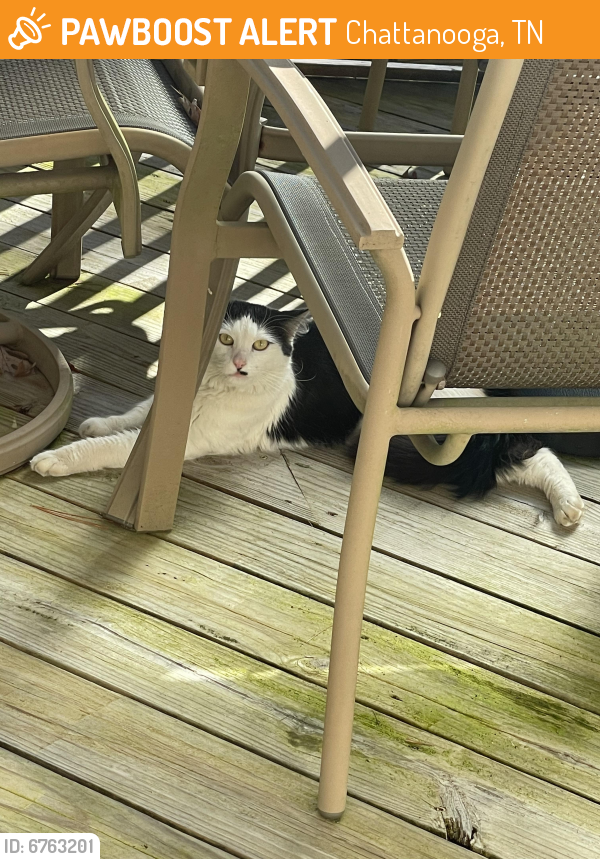 Found/Stray Unknown Cat last seen Fairfax Heights/Clermont Dr, Chattanooga, TN 37415