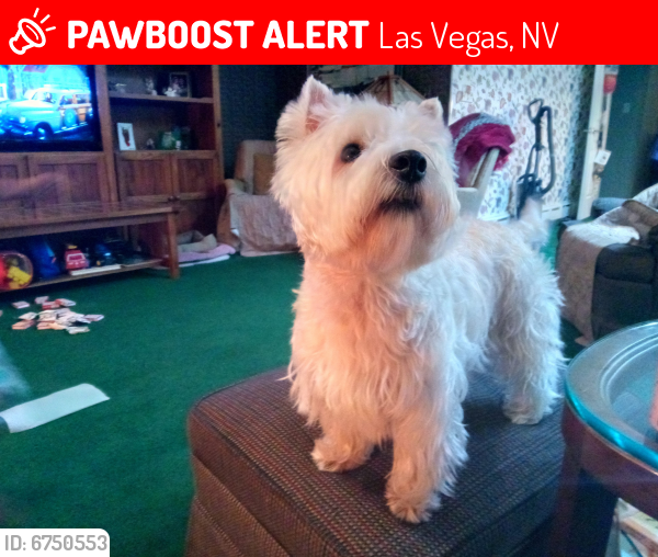 Lost Male Dog last seen Starbucks at W. Tropicana and Procyon Ave. by Budget Suites., Las Vegas, NV 89118