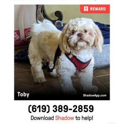 Reunited Male Dog last seen Harness and Helix Street, Spring Valley, CA 91977