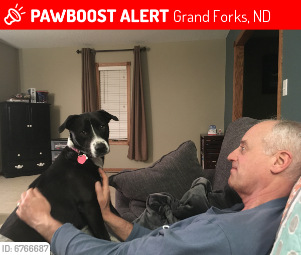 Lost Female Dog last seen Behind Menards, Grand Forks, ND 58203