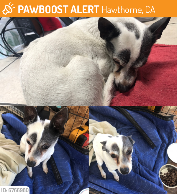 Found/Stray Male Dog last seen Corner of Prairie and Broadway, Hawthorne, CA 90250