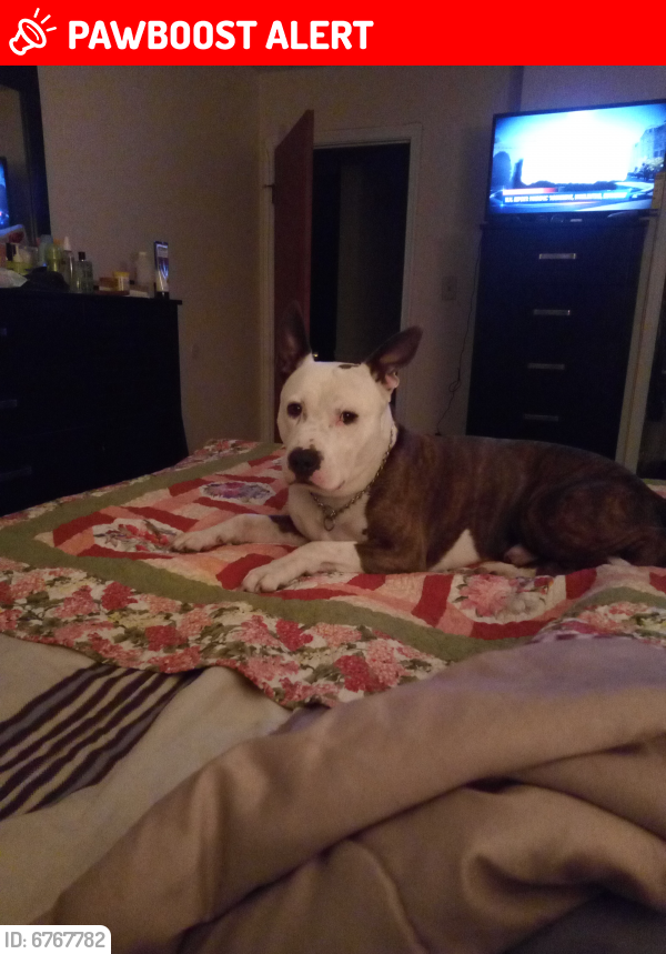 Lost Male Dog last seen Floral Park, Prince George's County, MD 20603