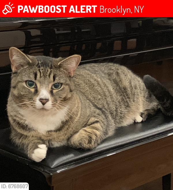Lost Male Cat last seen Fort Hamilton Pkwy, by Leif Ericson Park, Brooklyn, NY 11220