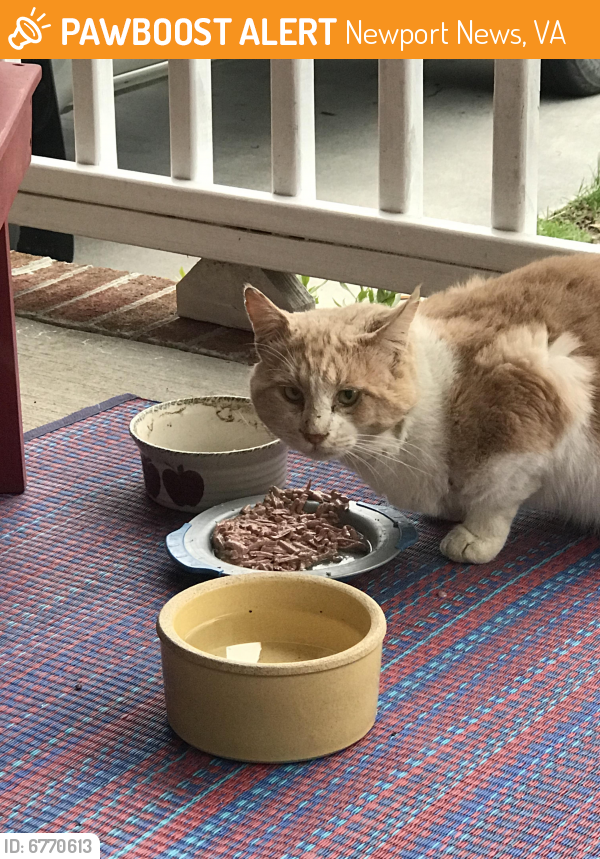 Found/Stray Unknown Cat last seen Pennington and Avery Crescent, Newport News, VA 23606