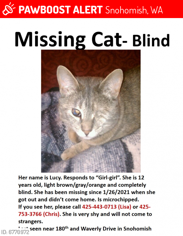 Snohomish, WA Lost Female Cat, Lucy Is Missing | PawBoost