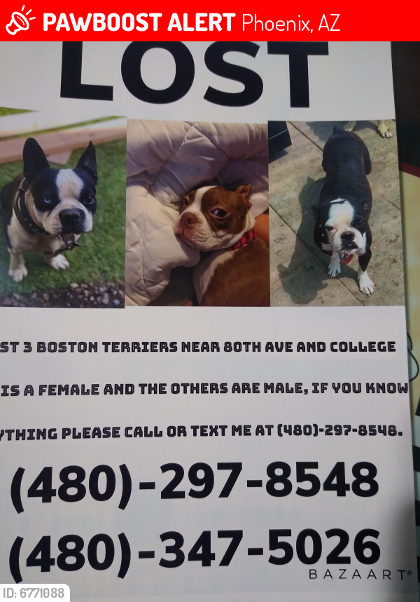 Lost Female Dog last seen 80th.ave y camelback, Phoenix, AZ 85043