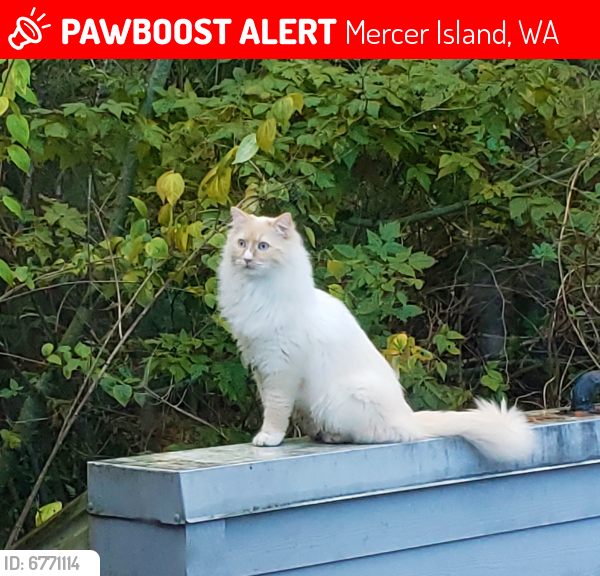 Lost Male Cat last seen Ellis Pond, Mercer Island, WA 98040