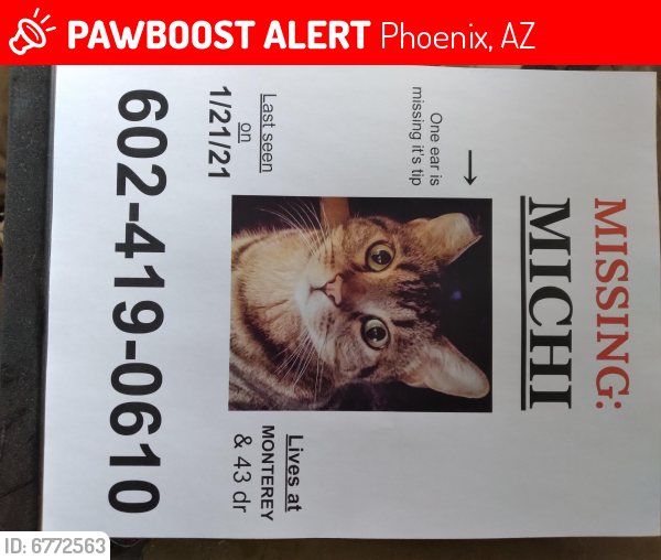 Lost Female Cat last seen Near pl and monterey way phoenix az , Phoenix, AZ 85031