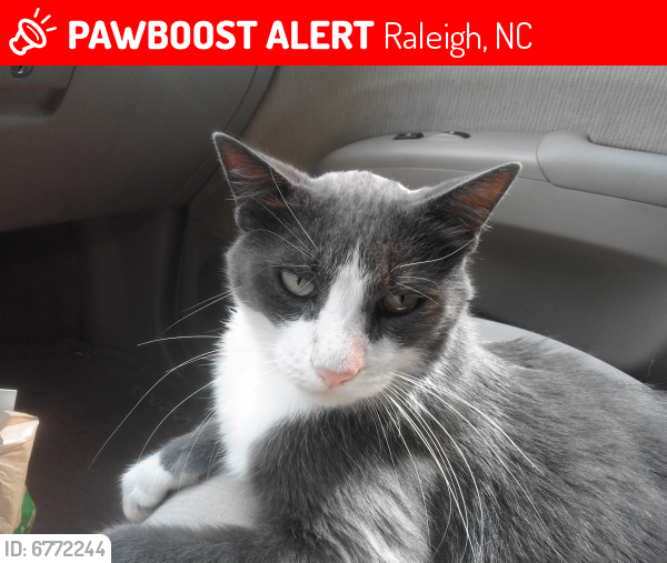 Lost Male Cat last seen Alpine & Springfield in Fairfax Hills, Raleigh, NC 27609