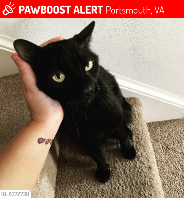 Lost Male Cat last seen Greenway court , Portsmouth, VA 23707
