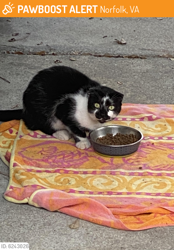 Found/Stray Unknown Cat last seen Near 8th Bay St, Norfolk VA, Norfolk, VA 23518
