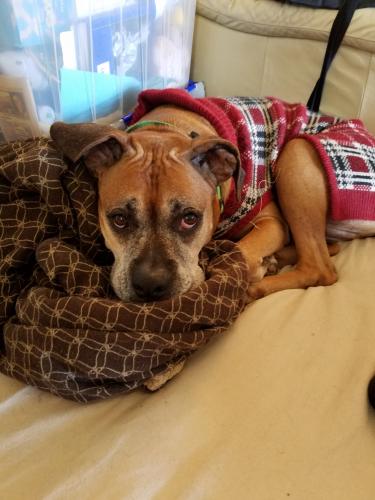 Lost Female Dog last seen Cadmium Court and Sapphire Road, Chino Hills, CA 91709