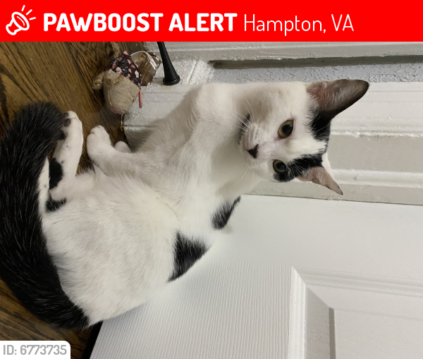 Lost Female Cat last seen Settlers landing , Hampton, VA 23669