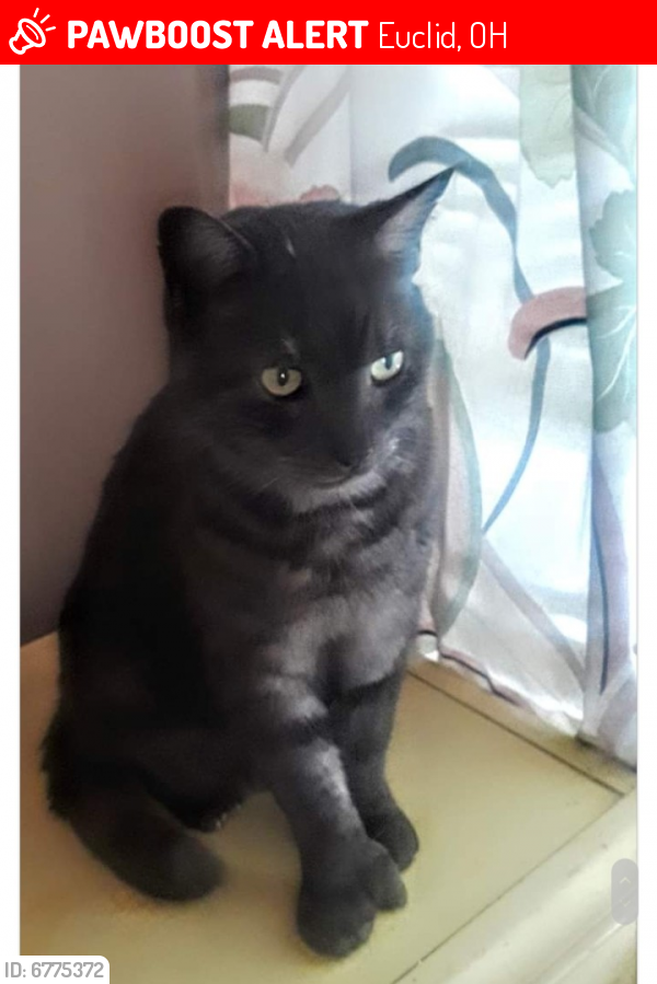 Lost Male Cat last seen E 260 and Zeman, Euclid, OH 44132