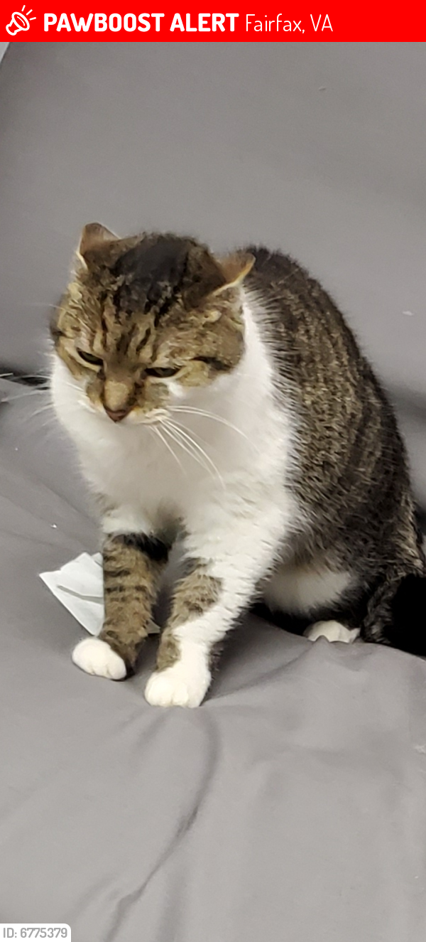 Lost Female Cat last seen Commonwealth Blvd and Pumphrey  , Fairfax, VA 22032