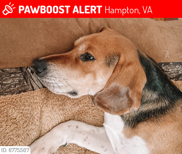 Lost Male Dog last seen Old Wythe, Hampton, VA 23661