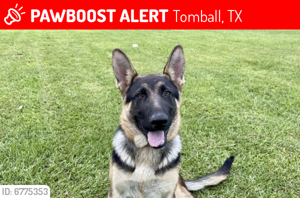 Lost Unknown Dog last seen Area Mueschke rd and 99 parkway, Tomball, TX 77375