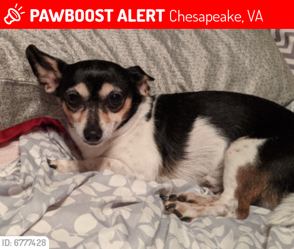 Lost Male Dog last seen Norfolk Highlands Area, Chesapeake, VA 23325