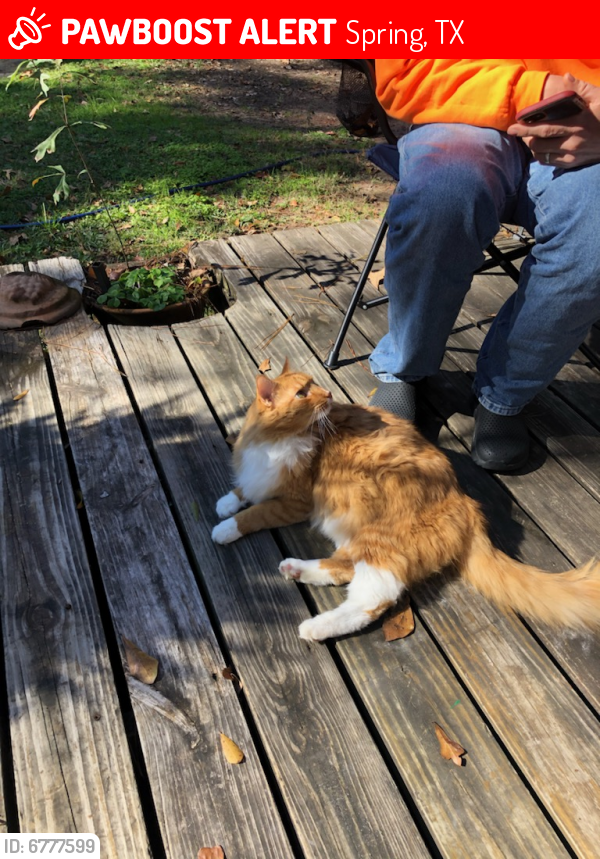 Lost Male Cat last seen Acorn oak, Spring, TX 77380