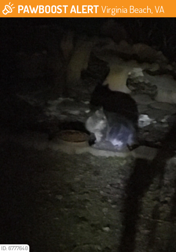 Found/Stray Unknown Cat last seen Quail Run Quay, Virginia Beach, VA 23452
