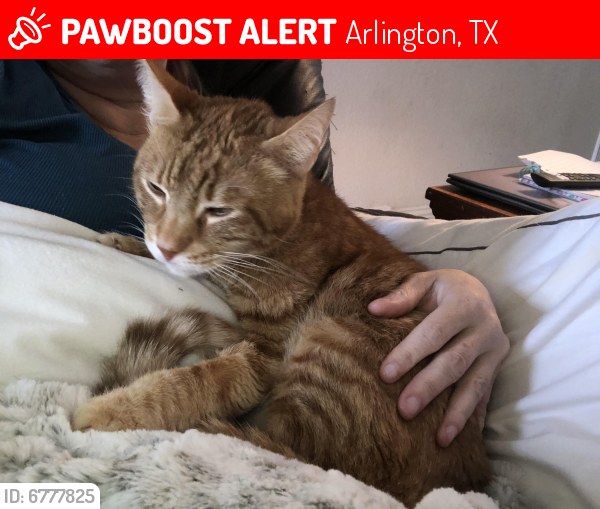 Lost Male Cat last seen Country Creek Dr, Arlington, TX 76001