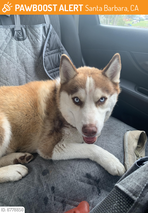 Found/Stray Female Dog last seen Mission Rose Garden, Santa Barbara, CA 93101
