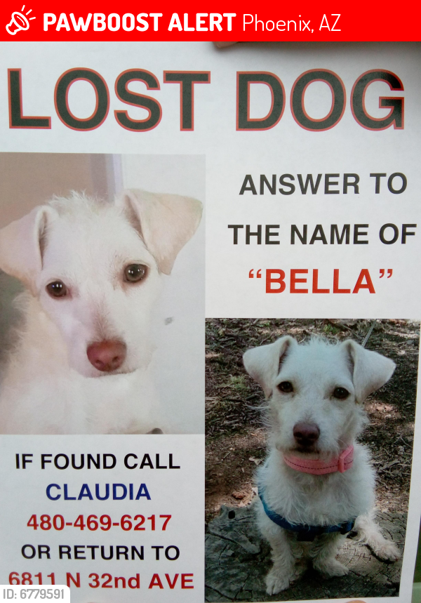 Lost Female Dog last seen Near avenida y Glendale y 32 ave y ocotillo, Phoenix, AZ 85017