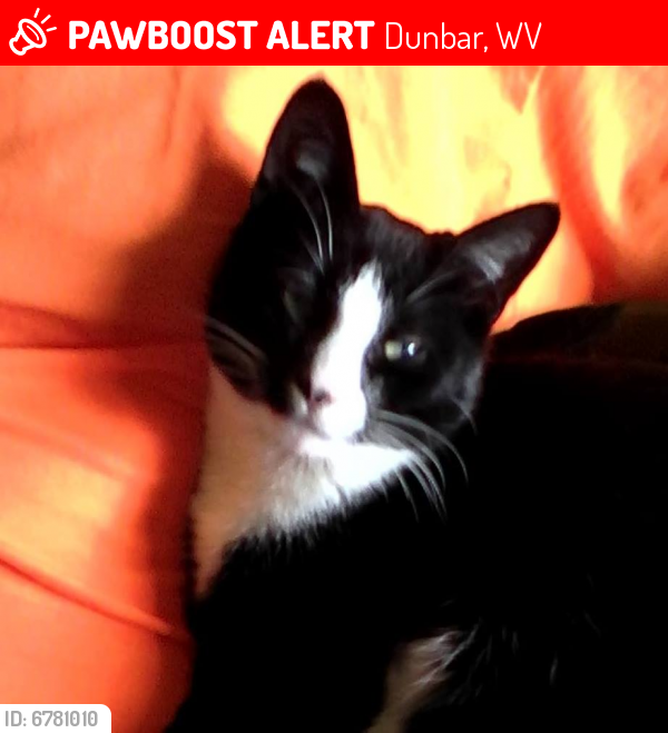 Lost Male Cat last seen 21st St, Fairlawn Ave, Virginia Ave, Dunbar, WV 25064