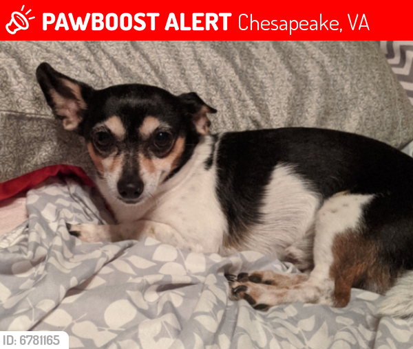 Lost Male Dog last seen Norfolk Highlands Neighborhood, Chesapeake, VA 23325