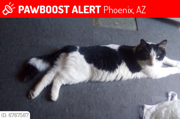Lost Male Cat last seen E 26th and Elm St, Phoenix, AZ 85016
