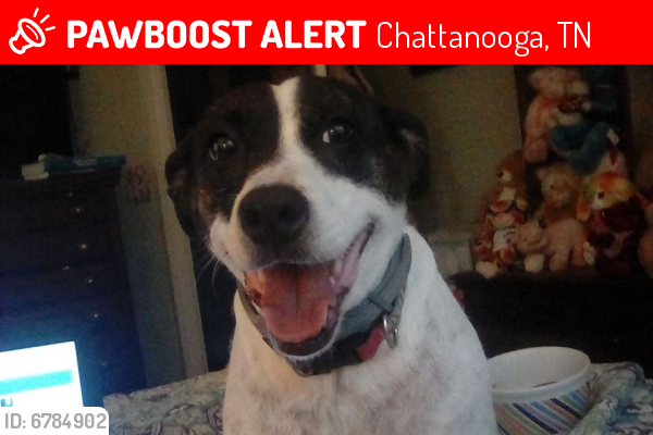 Lost Female Dog last seen Anderson Ave near OLPH, Chattanooga, TN 37412