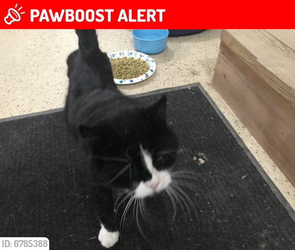 Lost Male Cat last seen Near th Avenue , Mazeppa Township, MN 55956