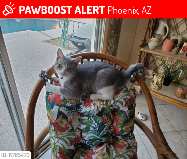 Lost Male Cat last seen N 32nd St and Sweetwater , Phoenix, AZ 85032