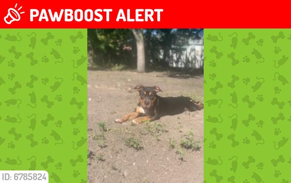 Lost Female Dog last seen 40th st. pinewood, West Palm Beach, FL 33407