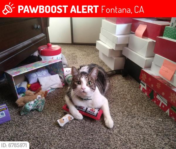 Lost Unknown Cat last seen Marlay/Driftwood/Banana, Fontana, CA 92337