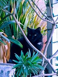 Lost Male Cat last seen Halberns & Abbywood, Santee, CA 92071