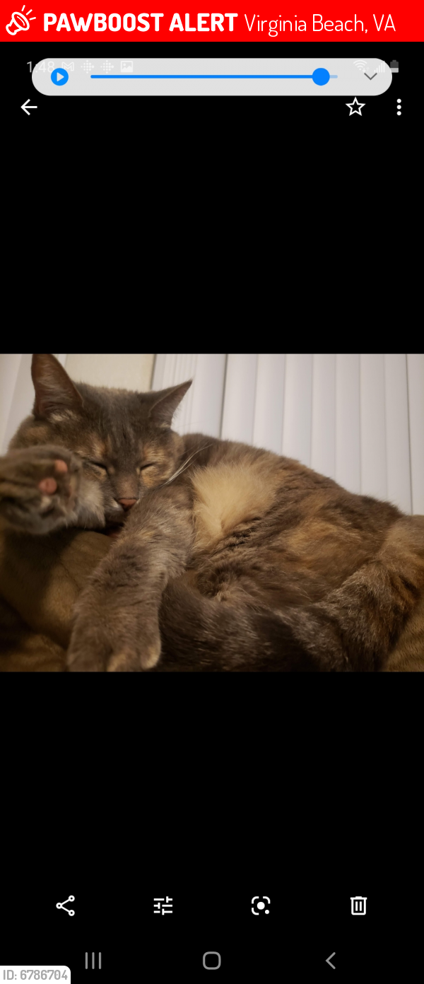 Lost Female Cat last seen Shore Dr and Independence Blvd, Virginia Beach, VA 23455