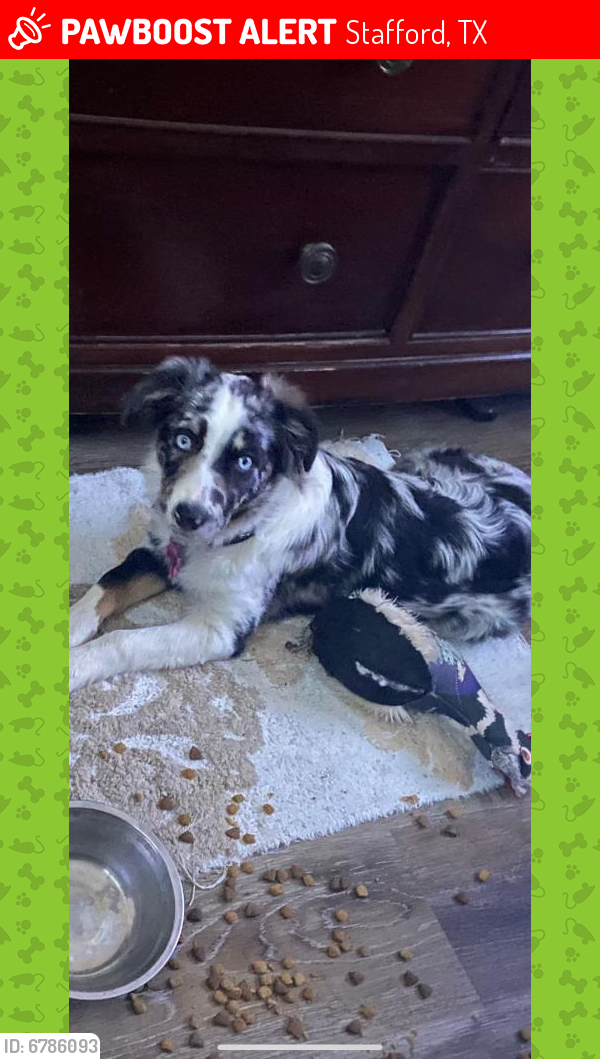 Lost Unknown Dog last seen  PACKER LANE / INDEPENDENCE BLVD BY INDEPENDENCE HORSE STABLE, Stafford, TX 77477