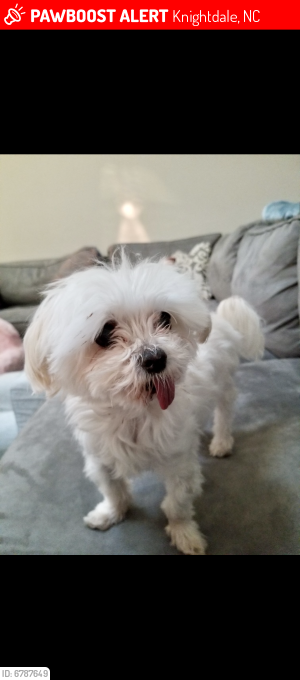 Lost Female Dog last seen Bethlehem Road and Poole Rd, Knightdale, NC 27545