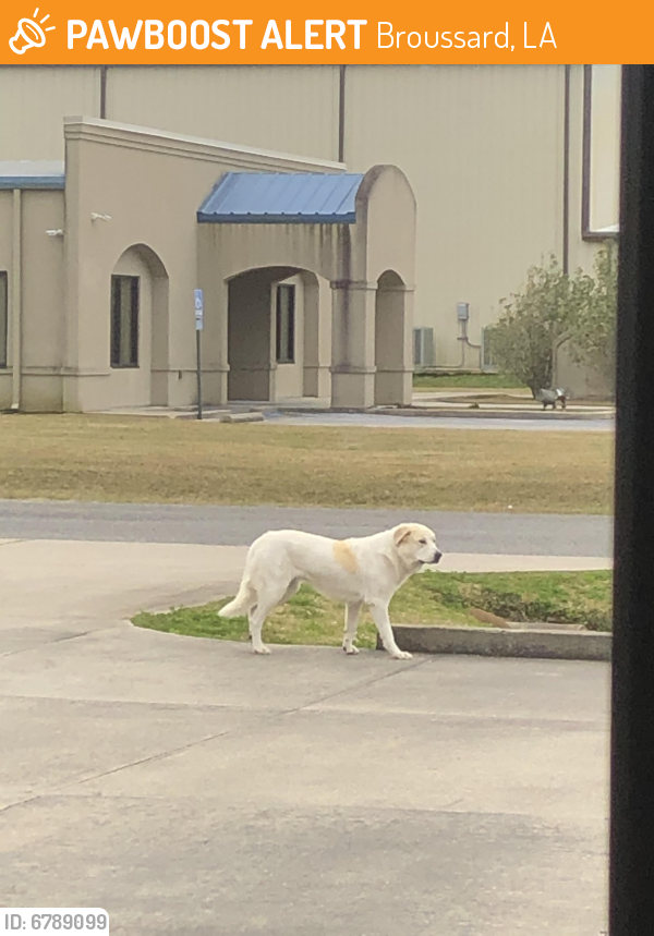 Found/Stray Female Dog last seen Behind Walmart around industrial buildings, Broussard, LA 70518