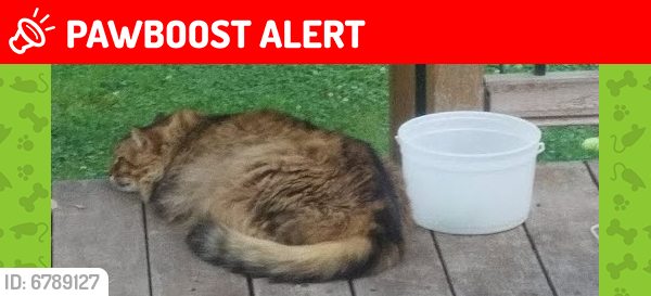 Lost Unknown Cat last seen 210th St & 116th Ave, Maple Ridge, BC, Maple Ridge, BC V2X 4Y1