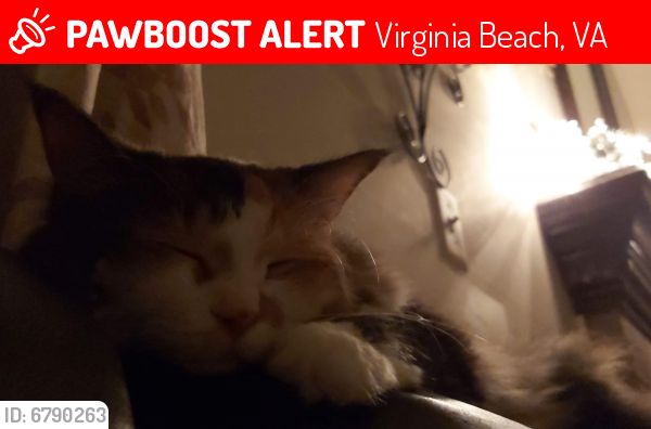 Lost Female Cat last seen Bowcreek, Plainsman and Woodsman lane , Virginia Beach, VA 23452