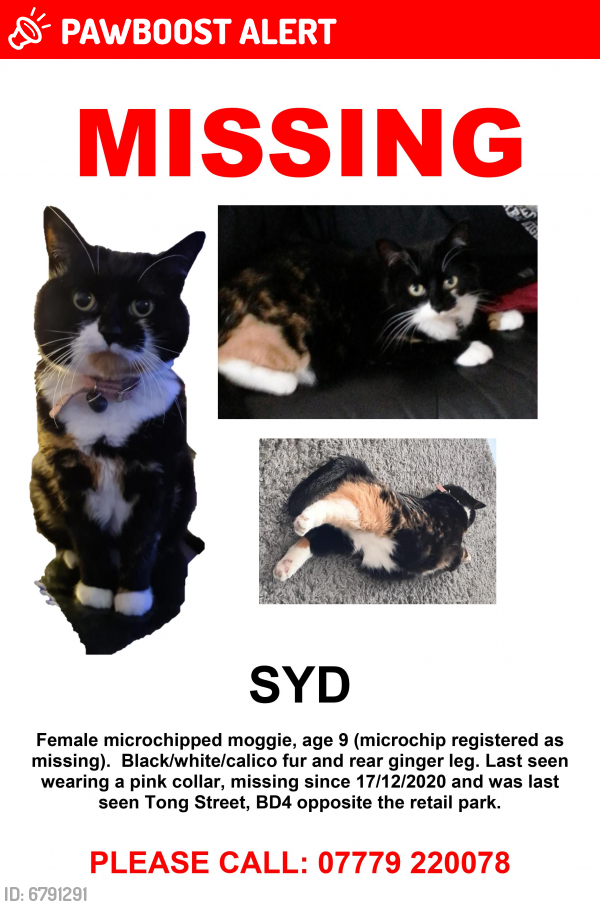 Lost Female Cat last seen Tong Street, Bradford, West Yorkshire, England BD4