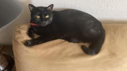 Lost Female Cat last seen Narcoossee road, lake Nona Area, Orlando, FL 32832